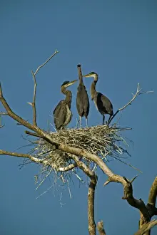 Great Blue Heron - At rookery - Widespread in North America - Largest North American heron - Wades slowly in quiet waters hunting fish and other animals - Often vocalizes while flying. New York, USA