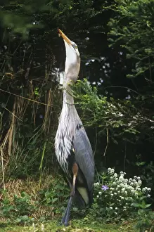 Swallowing Prints: Great Blue Heron - swallowing rabbit