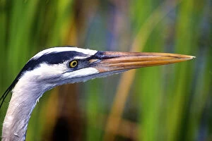 Great Blue Heron water bird found throughout