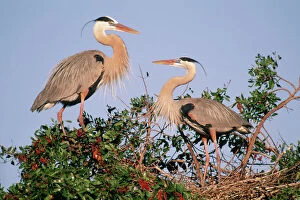 Great Blue HERONS - pair at nest