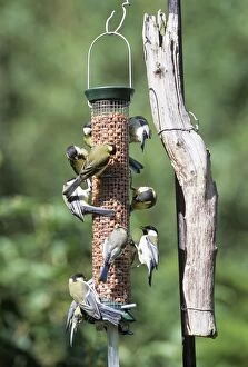 Great and Blue (Parus Caeruleus) TITS - On bird feeder