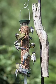 Peanut Prints: Great & Blue Tits - on bird feeder