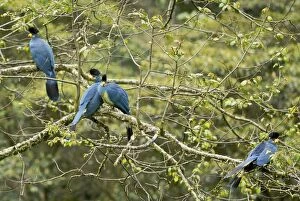 Images Dated 17th November 2008: Great Blue Turaco - Nyungwe - Rwanda - Africa