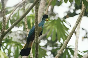 Great Blue Turaco Tai Ivory Coast, West Africa