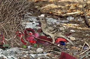 Great Bowerbird Bower, Seaforth, Queensland, Australia