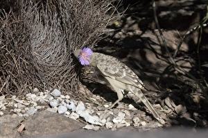 Great Bowerbird - Displaying at a bower near Little Mertens Falls Great Bowerbird - Displaying at a bower near Little Mertens Falls