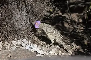 Great Bowerbird - Displaying at a bower near Little Merten's Falls, Mitchell Plateau, Kimberley, Western Australia