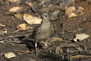 Images Dated 4th September 2004: Great Bowerbird - Drinking at a remnant pool in an otherwise dry riverbed