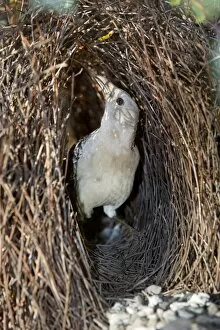 Great Bowerbird - male Bowerbird embellishing its artfully crafted bower