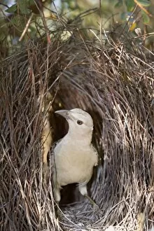 Bowerbird Gallery: Great Bowerbird - male Bowerbird standing inside its artfully crafted bower
