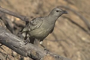 Images Dated 4th September 2004: Great Bowerbird Found across northern Australia from the Kimberleys to north Queensland