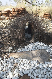 Images Dated 11th October 2004: Great Bowerbird's bower - This bower was placed under the spreading branches of a tree