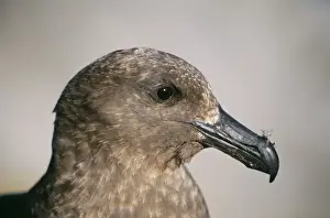 Skuas Prints: Great / Brown Skua DH 2531 Subantarctic Catharacta skua © Don Hadden / ardea. com