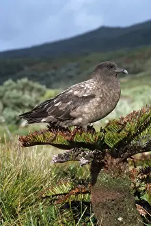 Skuas Prints: Great / Brown / Southern Skua - (Subantarctic)