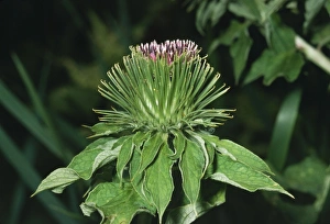 Images Dated 1st April 2005: Great Burdock