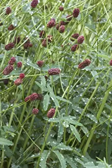 Burnets Prints: Great burnet (Sanguisorba officinalis). In floodplain meadows in UK