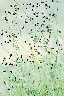 Burnets Prints: Great Burnet - stalks and flower heads - Lower Saxony - Germany