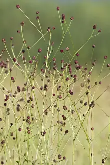 Burnets Prints: Great Burnet - stalks and flower heads - Lower Saxony - Germany