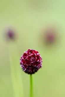 Images Dated 18th August 2012: Great Burnet - Summer