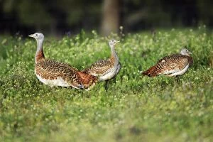 Images Dated 6th April 2008: Great Bustard - 3 females on meadow