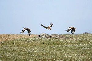 Bustards Gallery: Great Bustard - 3 in flght