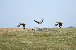 Bustard Prints: Great Bustard - 3 in flght, NP Herdade de Sao Marcos Great Bustard reserve