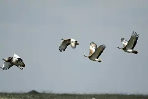 Bustard Prints: Great Bustard - 4 in flght, NP Herdade de Sao Marcos Great Bustard reserve