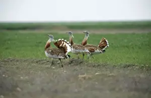 Leks Prints: Great Bustard CK 2958 Displaying Otis tarda © Chris Knights / ARDEA LONDON