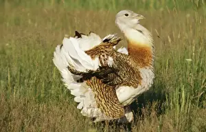 Leks Prints: Great Bustard - displaying