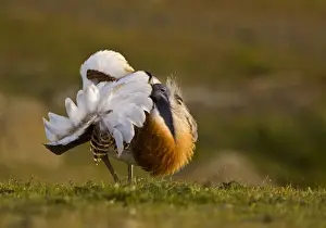 Great Bustard - displaying late evening on Spanish Steppe - Extremadura Spain