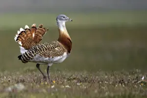 Great Bustard displaying male