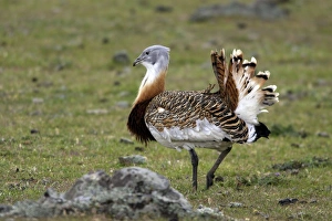 Great Bustard displaying male