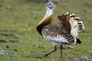 Great Bustard displaying male
