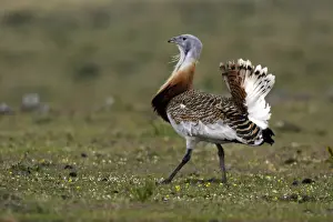Great Bustard displaying male
