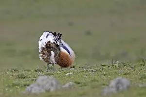 Great Bustard displaying male