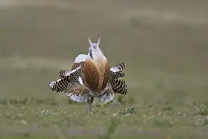 Great Bustard displaying male
