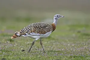 Great Bustard displaying male