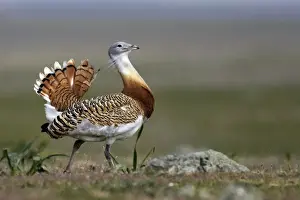 Great Bustard displaying male