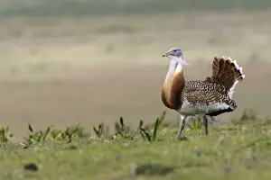 Great Bustard displaying male