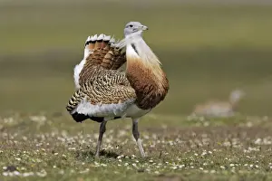 Great Bustard displaying male