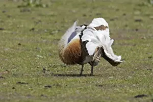 Great Bustard displaying male