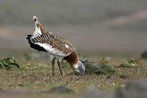 Great Bustard displaying male
