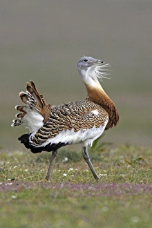 Great Bustard displaying male
