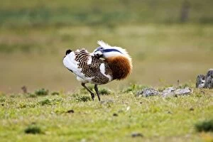 Images Dated 6th April 2007: Great Bustard - displaying and struts across spanish stepps. Extermadura Spain