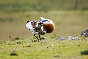 Bustard Prints: Great Bustard - displaying and struts across spanish stepps. Extermadura Spain
