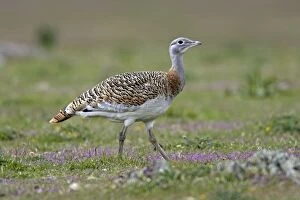 Images Dated 2nd April 2007: Great Bustard - female