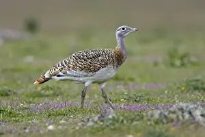 Great Bustard - female