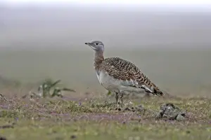 Great Bustard - female in the rain