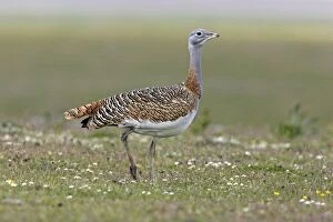 Images Dated 2nd April 2007: Great Bustard - female in the rain
