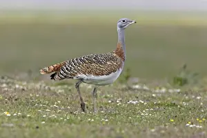 Great Bustard - female in the rain